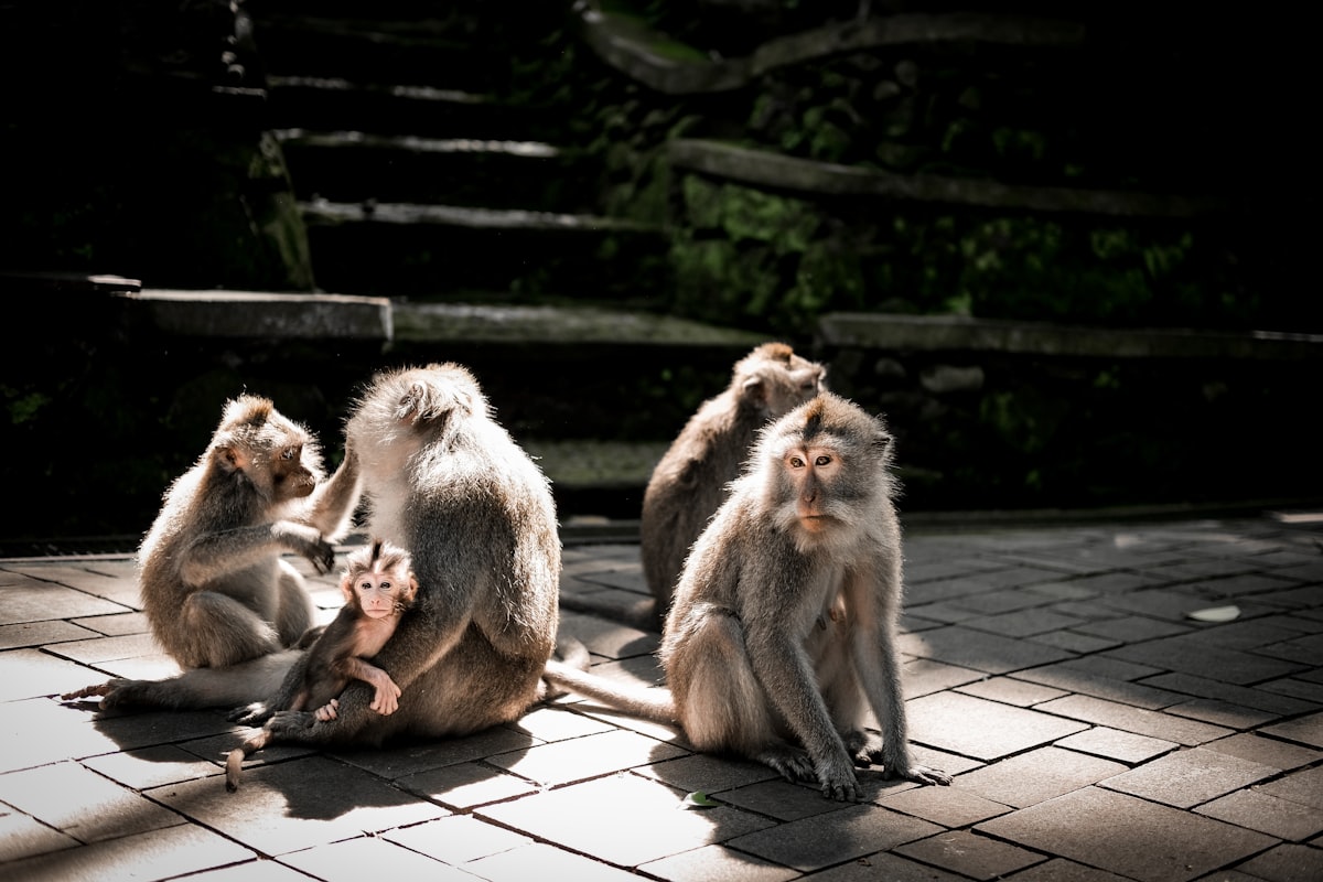 Sacred Monkey Forest Sanctuary Ubud