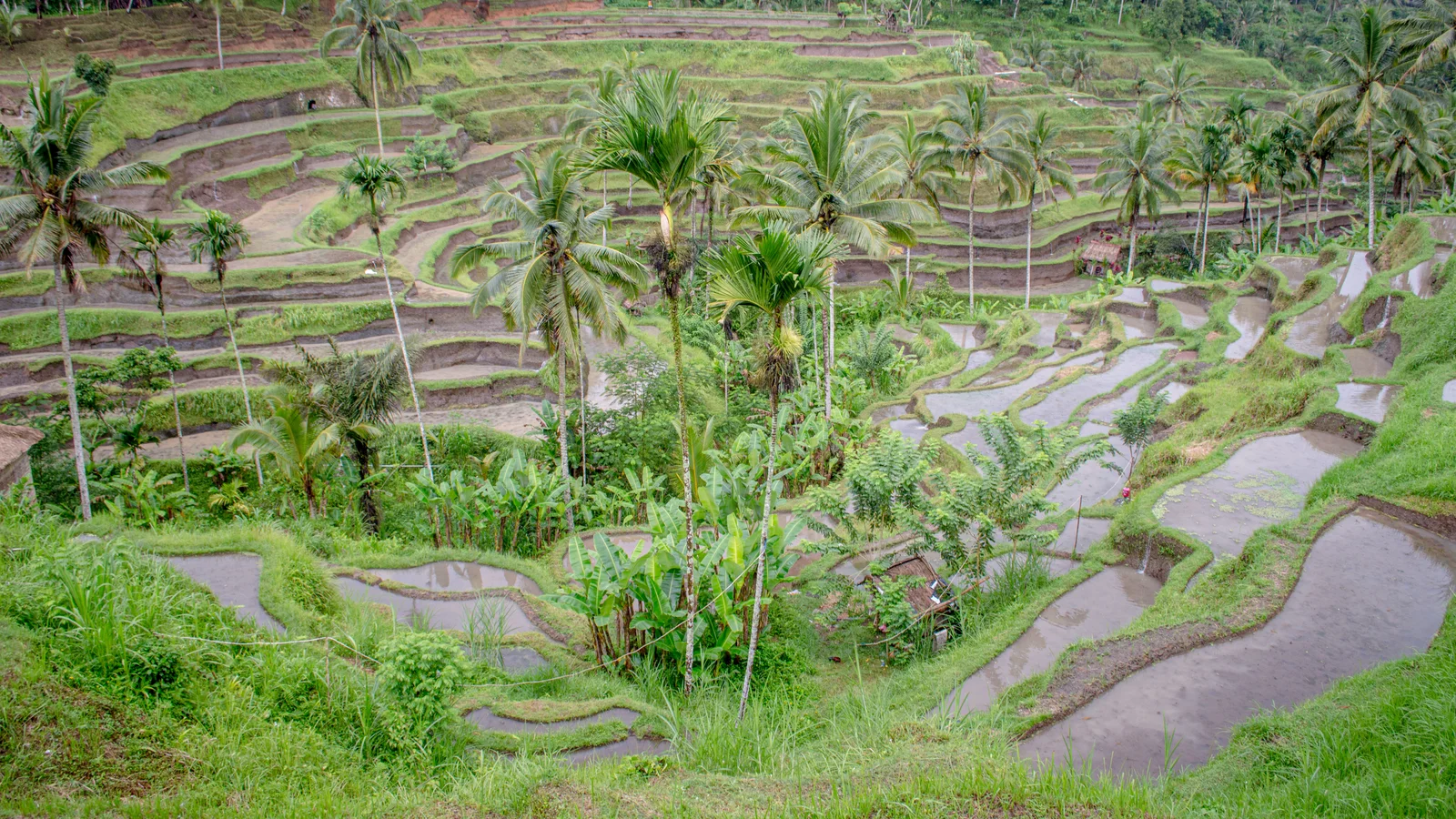 Tegallalang Rice Terrace