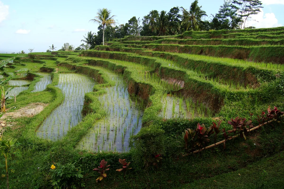 Pemandangan Terasering Sawah Jatiluwih