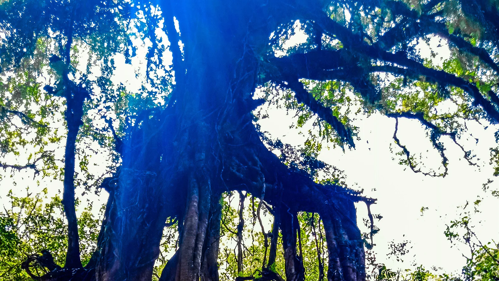 Bali Botanic Garden