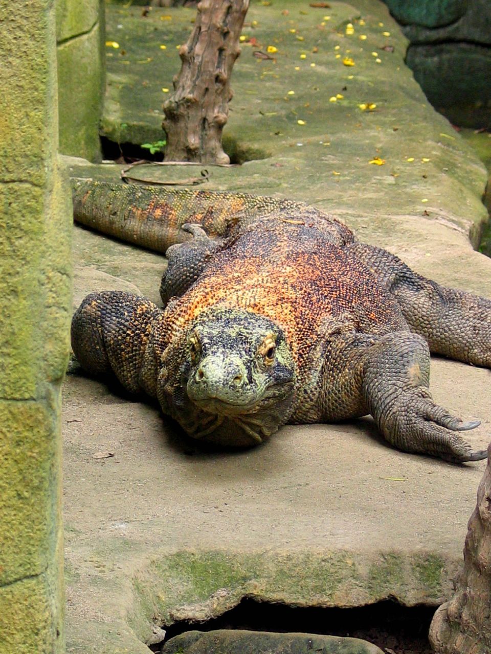 Bali Reptile Park