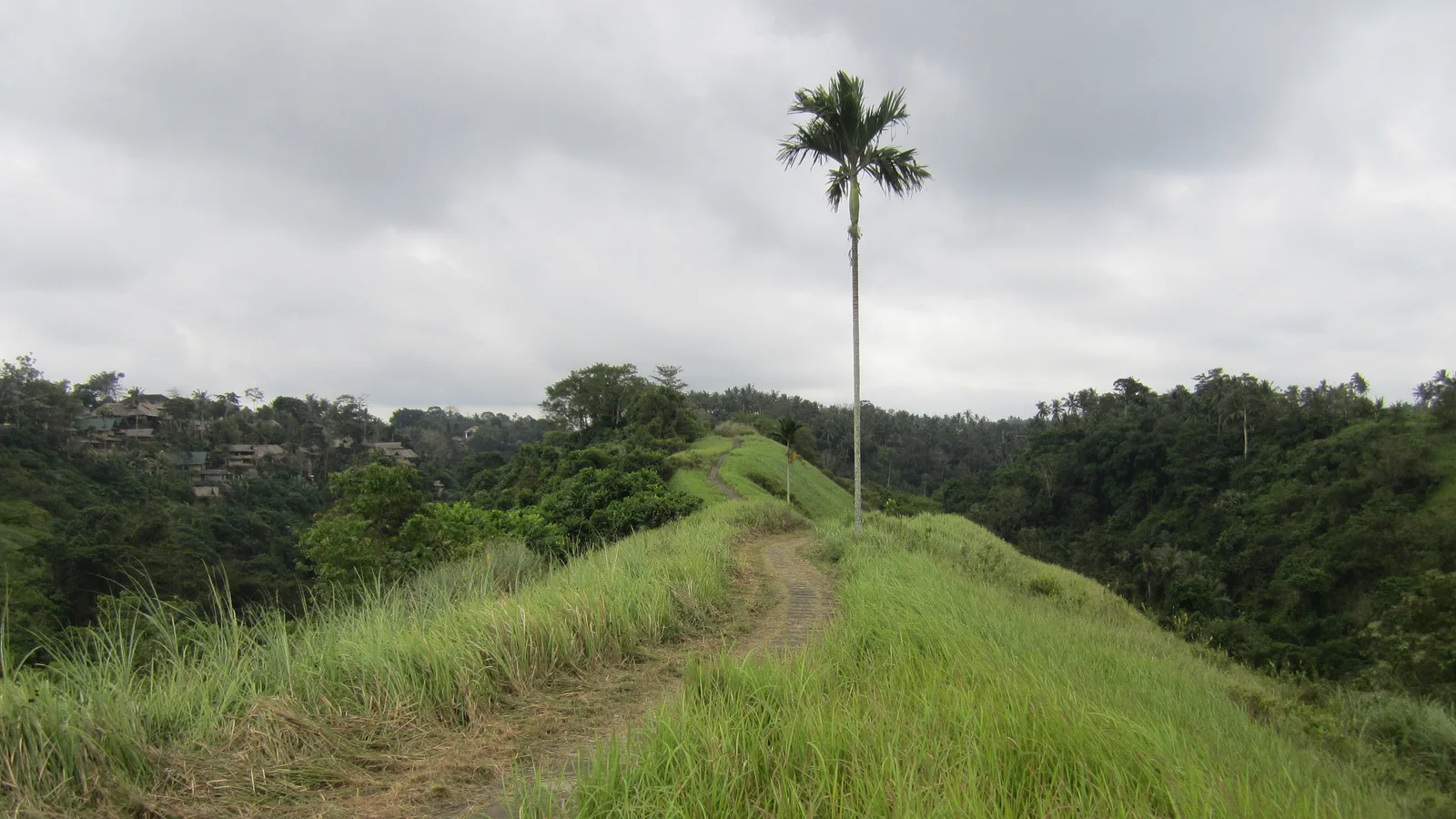 Campuhan Ridge Walk