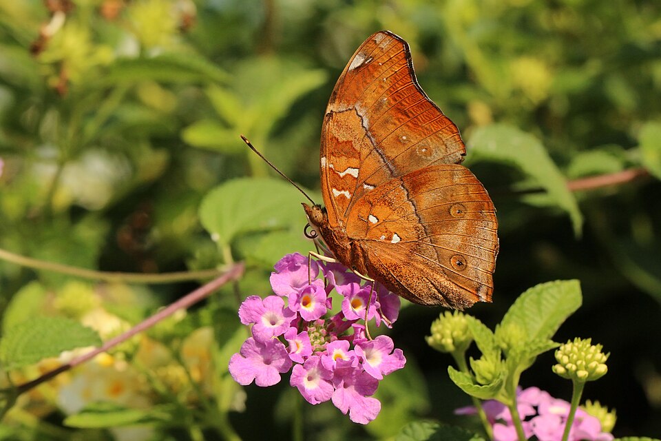 Kemenuh Butterfly Park